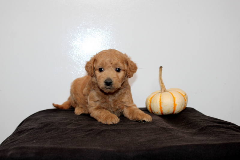 puppy, for, sale, Mini Golden Doodle F2, Matthew B. Stoltzfus, dog, breeder, Gap, PA, dog-breeder, puppy-for-sale, forsale, nearby, find, puppyfind, locator, puppylocator, aca